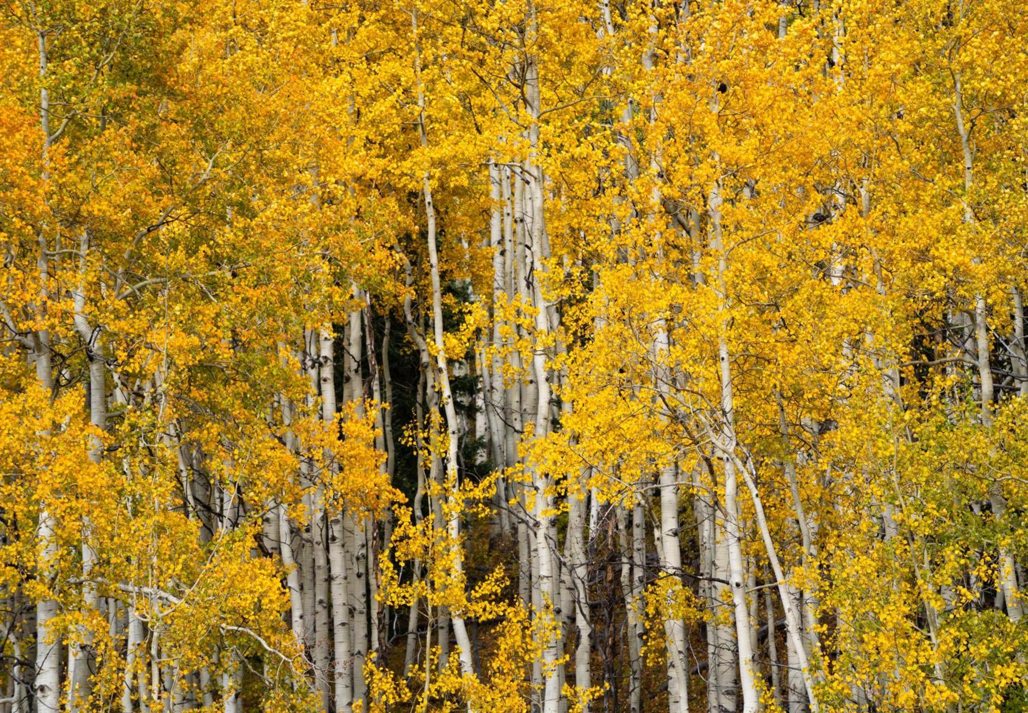Aspen Springs Angel Fire Lejlighedshotel Eksteriør billede